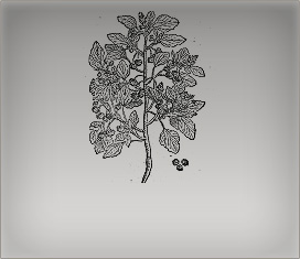 Herbariums and Natural History or Gossypium